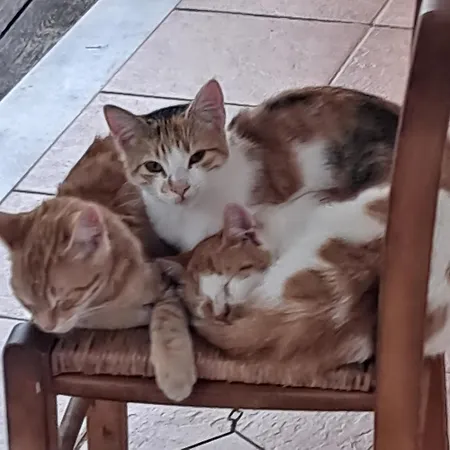 ホームステイ Ellenas- ニキアナ